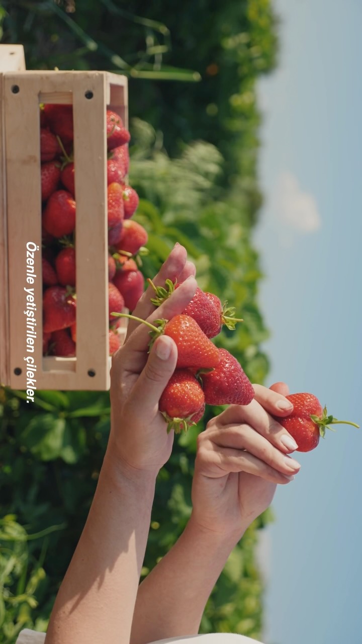 Hasat Zamanı 🍓 Belgeseli Teaser🎥🎬

Grifilm Medya  #filmmaker 

.
.
.
.
.
.
.
.
#belgesel #sonyfx3 #mavic4pro #reklamfilmi